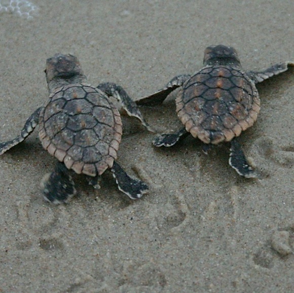 Meet your Posher, Amber - Picture 1 of 1